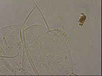 Echiniscus merokensis image