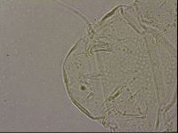 Echiniscus merokensis image