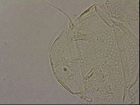 Echiniscus merokensis image