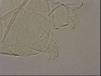Echiniscus merokensis image
