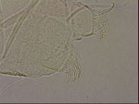 Echiniscus merokensis image