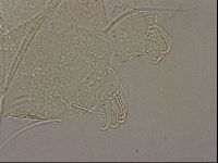 Echiniscus merokensis image