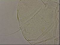 Echiniscus merokensis image