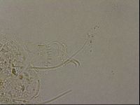 Echiniscus merokensis image