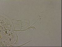 Echiniscus merokensis image