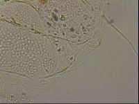 Echiniscus merokensis image