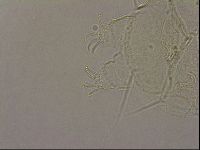Echiniscus merokensis image