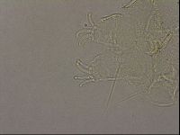 Echiniscus merokensis image