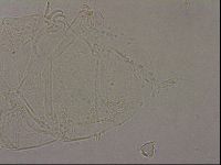 Echiniscus merokensis image