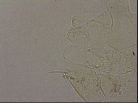 Echiniscus merokensis image