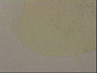 Echiniscus merokensis image