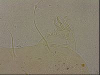 Echiniscus merokensis image