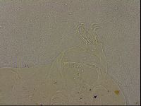 Echiniscus merokensis image