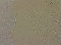 Echiniscus merokensis image