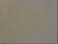 Echiniscus merokensis image