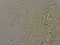 Echiniscus merokensis image