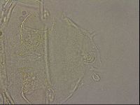 Echiniscus merokensis image