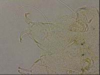 Echiniscus merokensis image