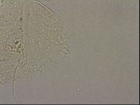 Echiniscus merokensis image