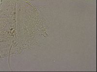 Echiniscus merokensis image