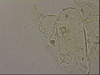 Echiniscus merokensis image