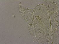 Echiniscus merokensis image