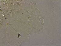 Echiniscus merokensis image