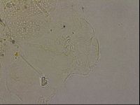 Echiniscus merokensis image