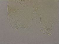 Echiniscus merokensis image