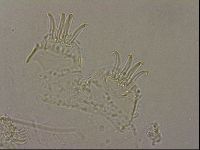 Echiniscus merokensis image