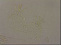 Echiniscus merokensis image