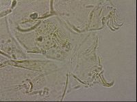 Echiniscus merokensis image