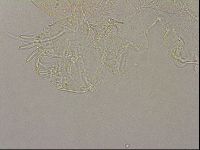 Echiniscus merokensis image