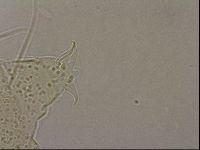 Echiniscus merokensis image
