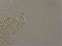 Echiniscus merokensis image