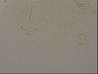Echiniscus merokensis image