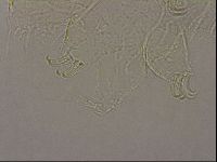 Echiniscus merokensis image