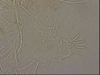 Echiniscus merokensis image