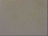 Echiniscus merokensis image