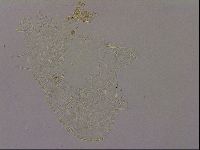 Echiniscus merokensis image