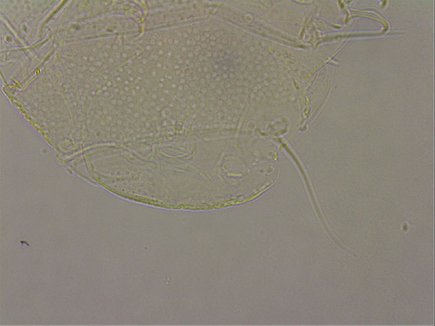 Echiniscus merokensis image