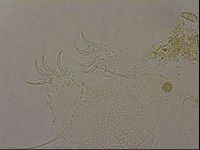 Echiniscus merokensis image