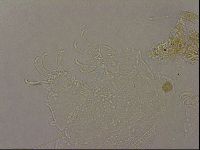 Echiniscus merokensis image