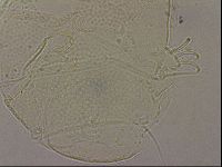 Echiniscus merokensis image