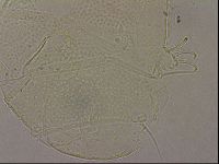 Echiniscus merokensis image