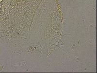 Echiniscus merokensis image