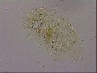 Echiniscus merokensis image