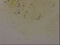 Echiniscus merokensis image
