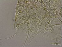 Echiniscus merokensis image