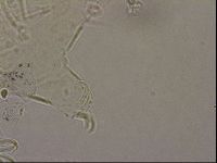 Echiniscus merokensis image